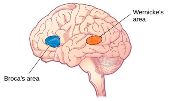 布罗卡氏区罗卡是大脑的一区,它主管语言讯息的处理与话语的产生.