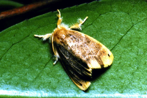 茶园害虫面面观茶毛虫