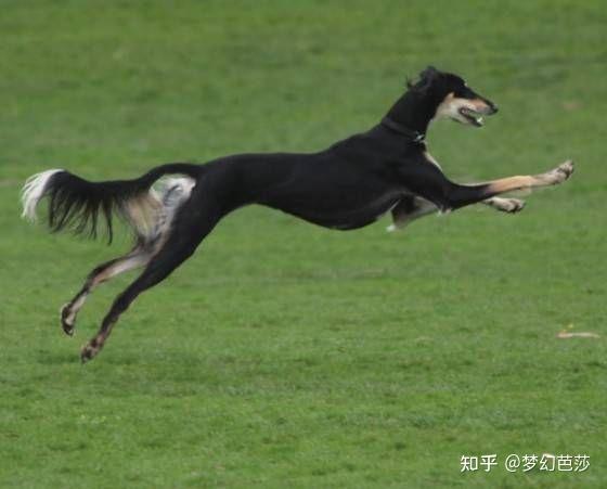 萨路基猎犬 细犬图片