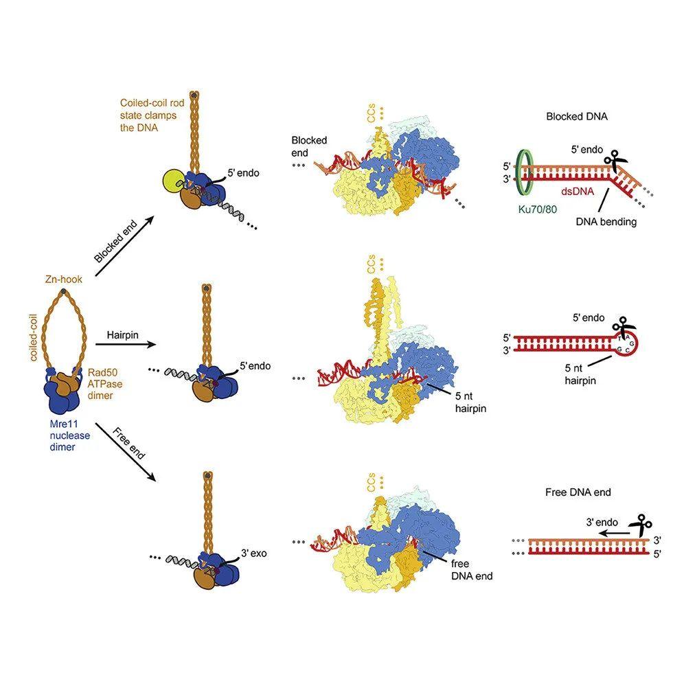 Molecular Cell：DNA修复的结构和机制研究 - 知乎