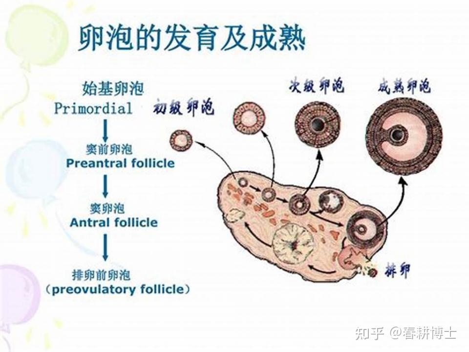 卵巢和基础卵泡跟怀孕有什么关系？ - 知乎