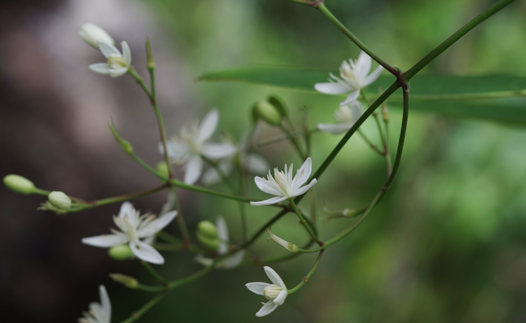 厚叶铁线莲:冬日里的温暖 | 科普小课堂