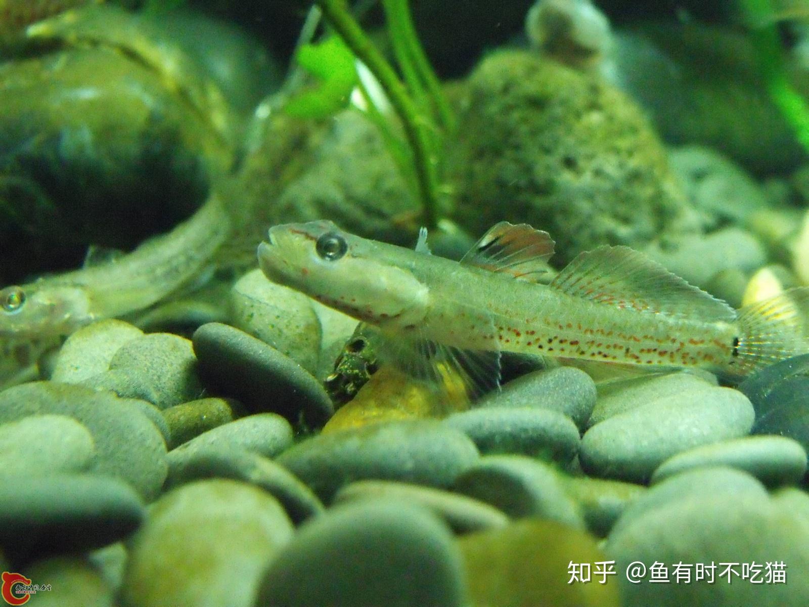 万泉河吻虾虎鱼