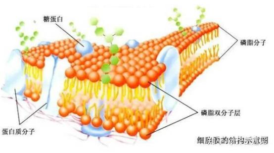 DSEP-PEG2000-CREKA 磷脂PEG融合蛋白肽 DSEP-CREKA - 知乎