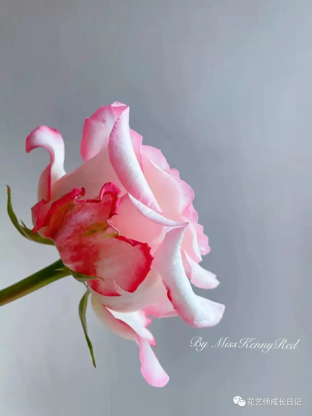 100朵玫瑰vol56肯尼亚乔伊斯玫瑰宇宙第一大花苞