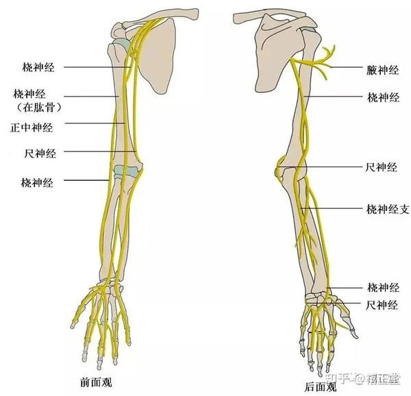 知识点|臂丛神经组成 - 知乎
