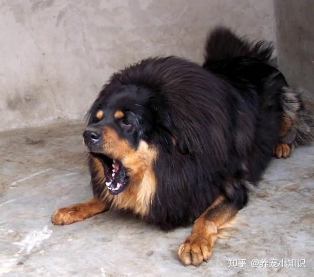 13~15年平均体重:90斤重性格:凶猛,忠诚,独立,对人比较不友好藏獒曾经