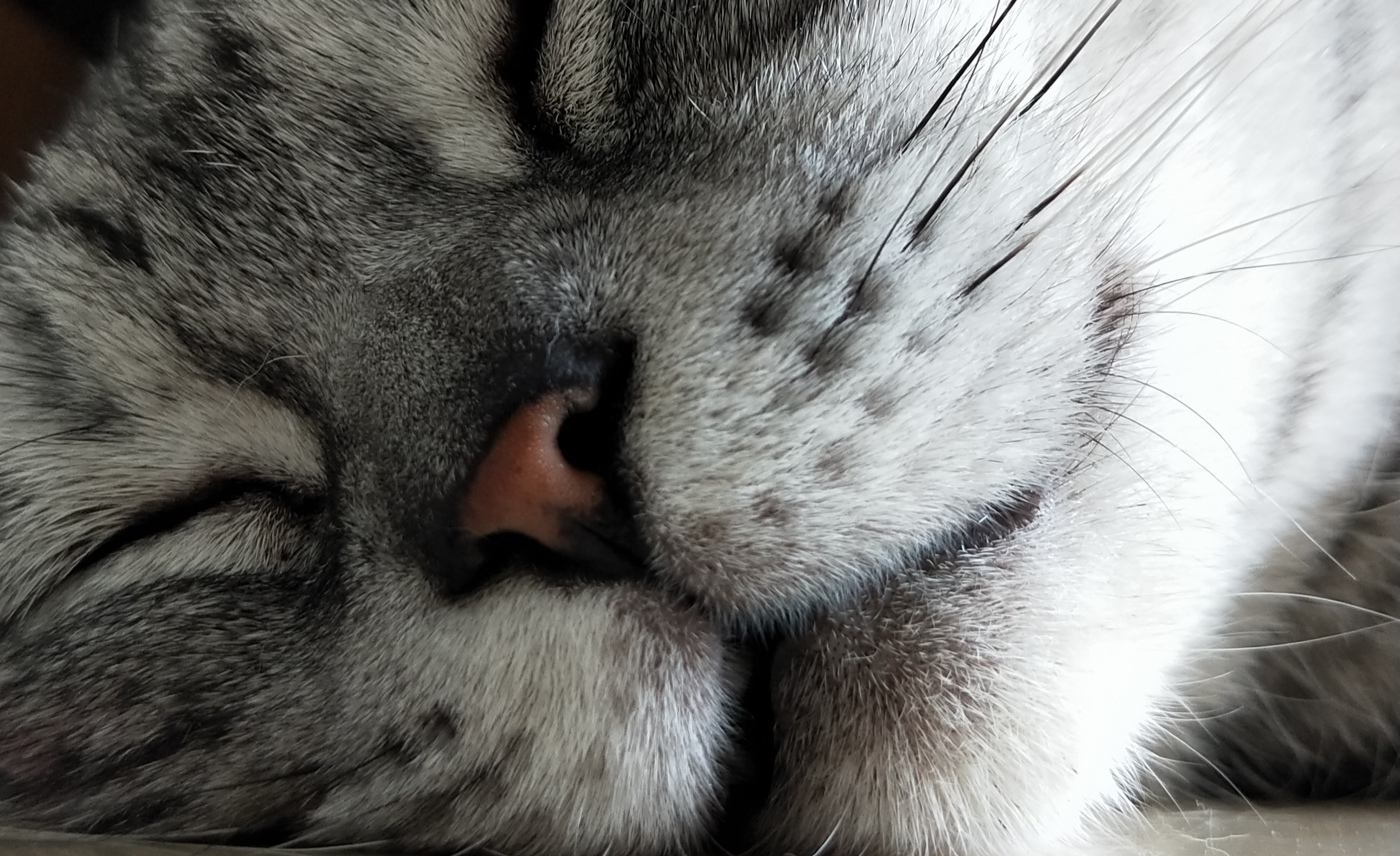 美短虎斑猫的毛发变黄美虎斑毛色变黄怎么办