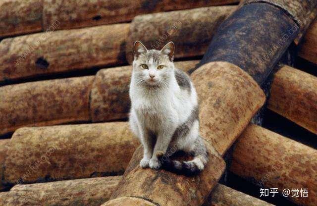 没人吃猫肉,难道是因为猫肉不好吃?还是有不为