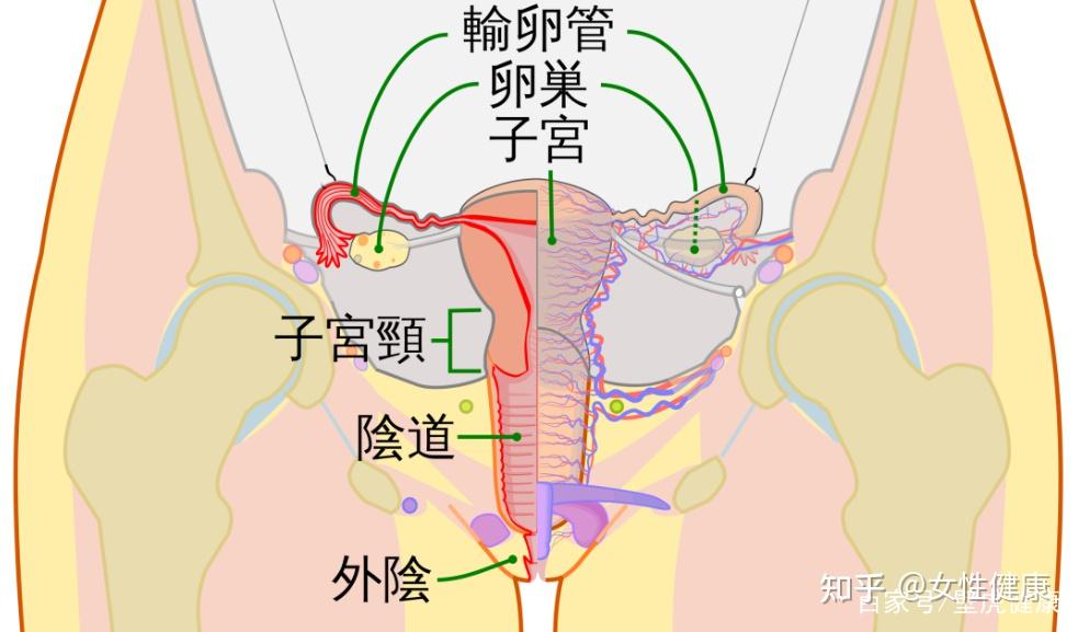 宫外孕早有征兆?出现这些问题你要重视