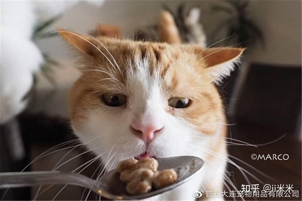 一碗食物总是要分几次吃完,猫咪的小心思是什么? - 知乎