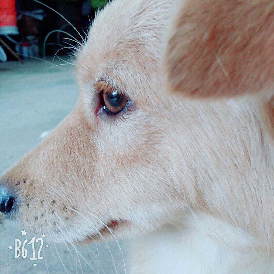 金黄色的睫毛什么狗ω