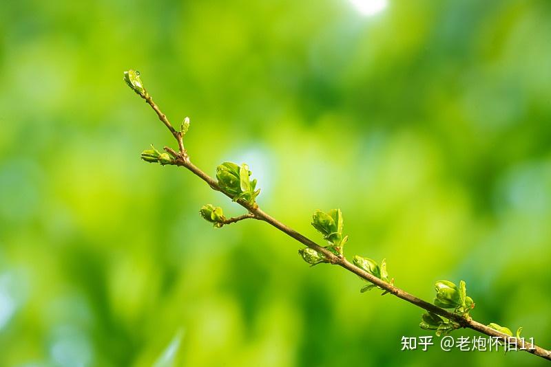《杨柳》:满城柳色新岁至,一枝绿梢盼新生 - 知乎