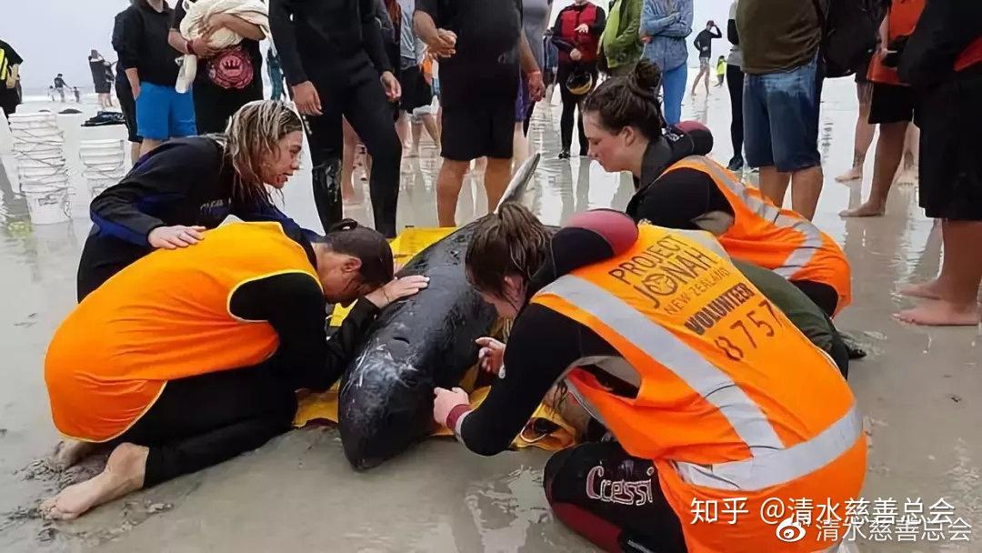 怀孕母亲被44斤垃圾杀死:这是人类拍过最羞愧的照片-电视孕妇被杀手杀死视频