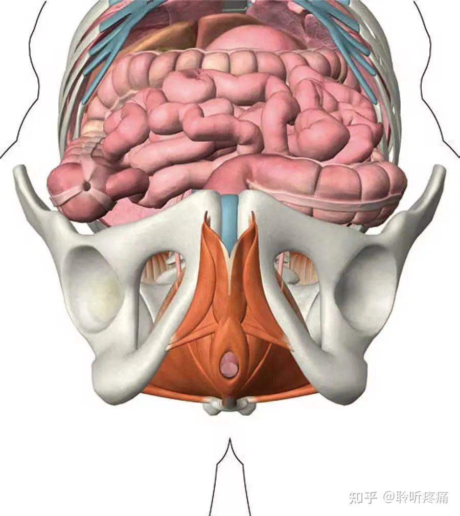 男性盆腔在哪个位置图片