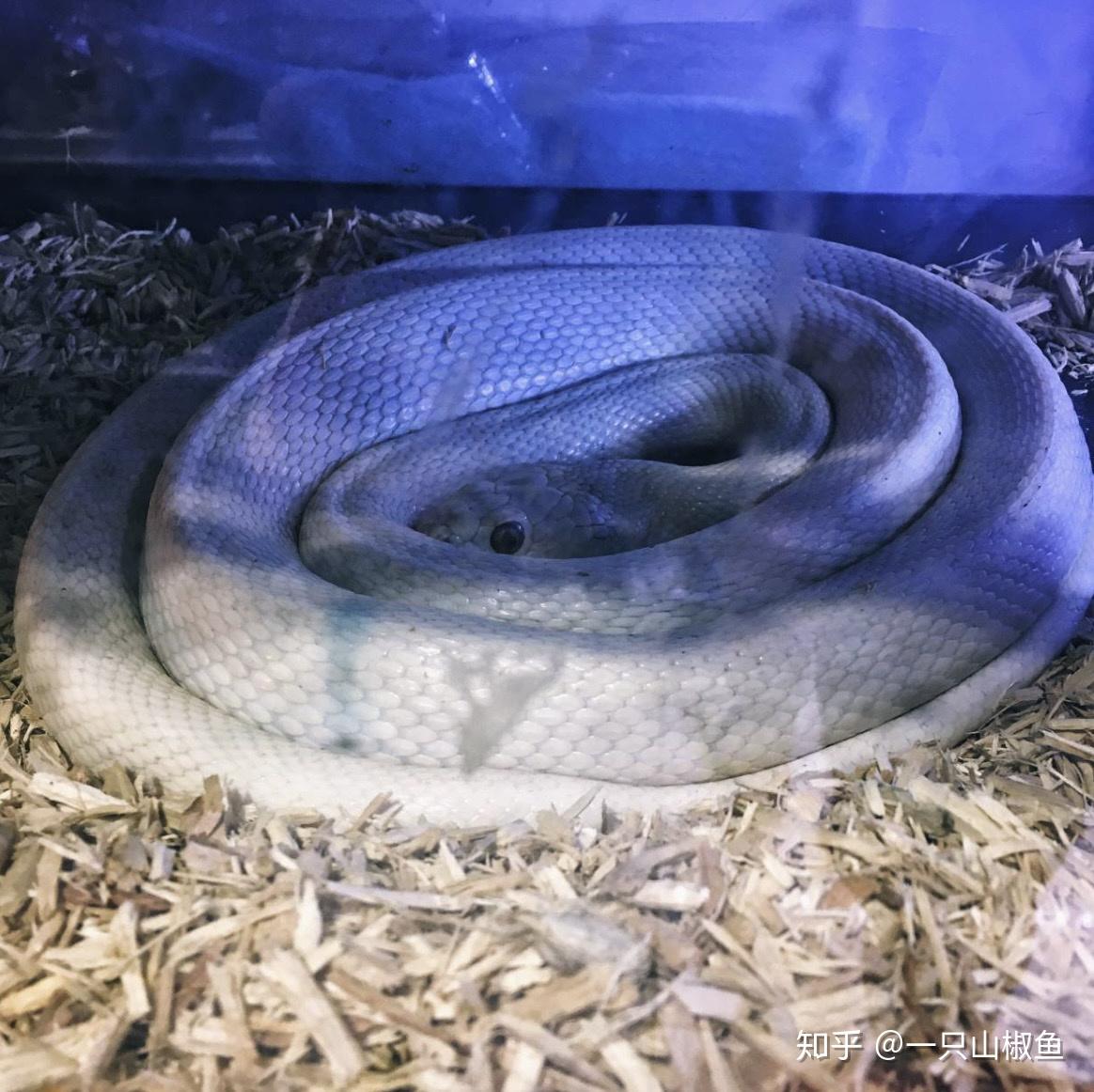 养白娘娘蛇是一种怎样的体验