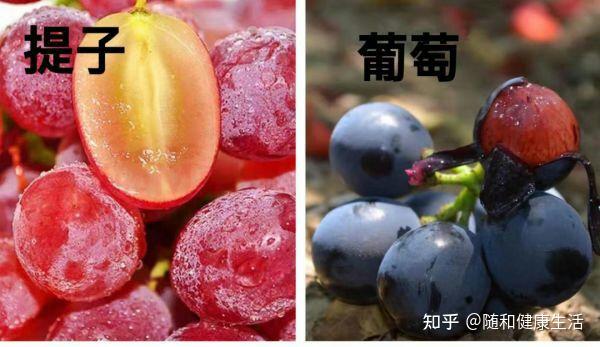 奇异果和猕猴桃提子和葡萄是不是同一种水果哪个更营养