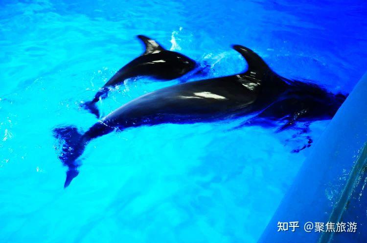 4月27日,贵州龙川极地海洋世界的海豚宝宝一周岁了,该馆面向社会招募