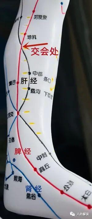 第四条经络：脾经，升清降浊的能量大道 - 知乎