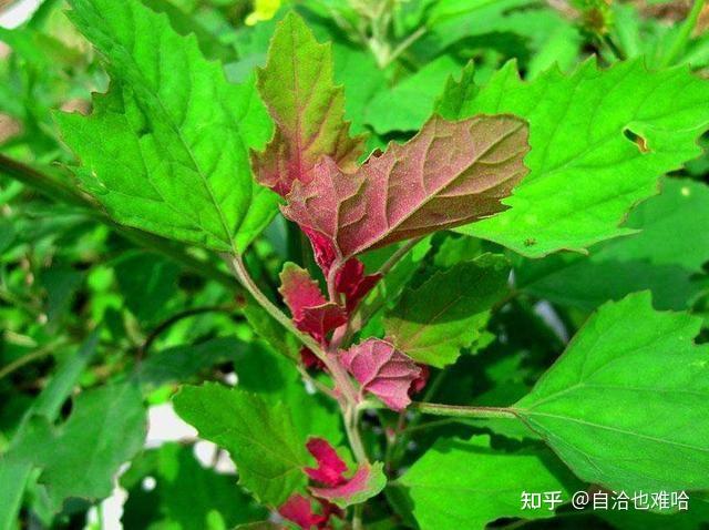 枸杞芽——米米蒿——白蒿——七七芽(小薊)——要與王不留行區分開喲