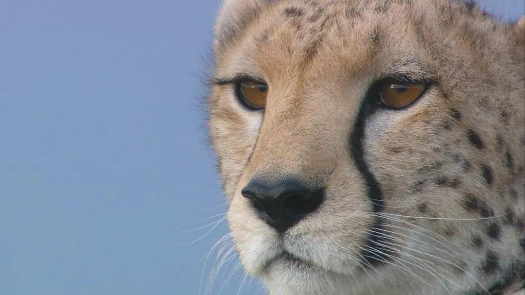 狗为啥怕猫科动物 v2-d7ae55f893cd74e5a8c0c631911774f1_r.jpg