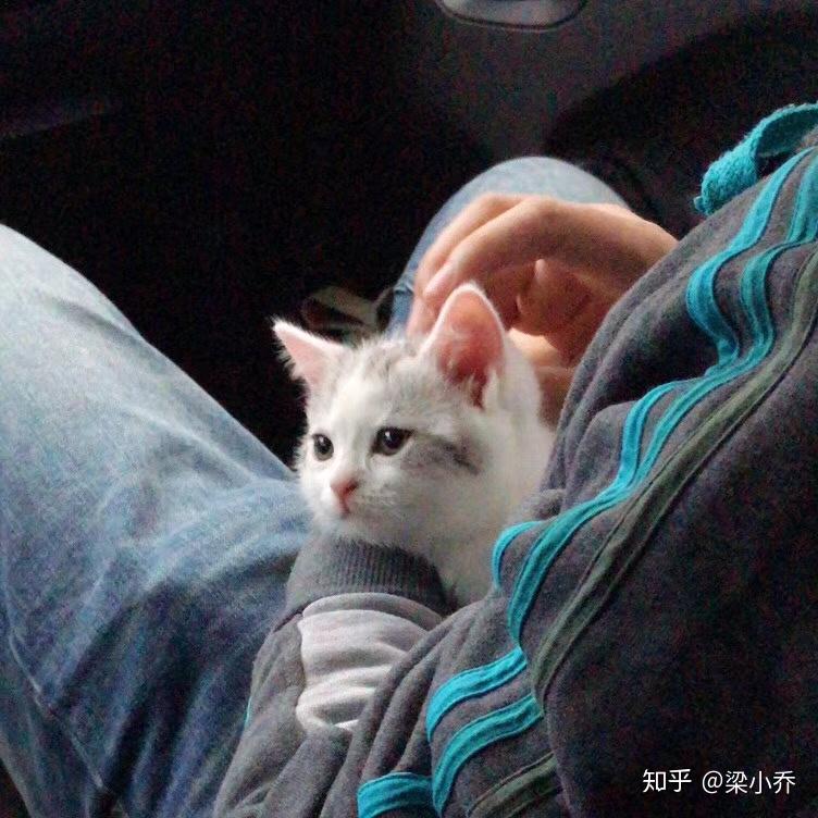 猫应激反应死亡率有多高?