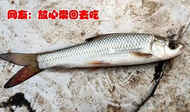 广西男子爆连"小草鱼",想放生却被网友劝阻:放心吃 - 