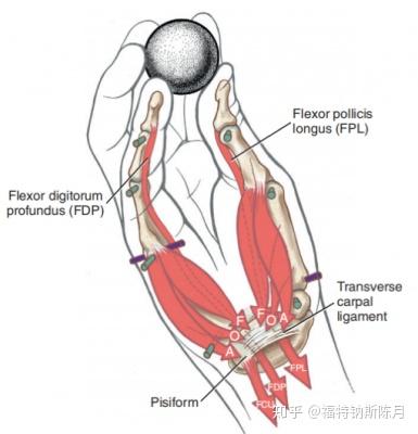 腕和手的功能解剖 知乎