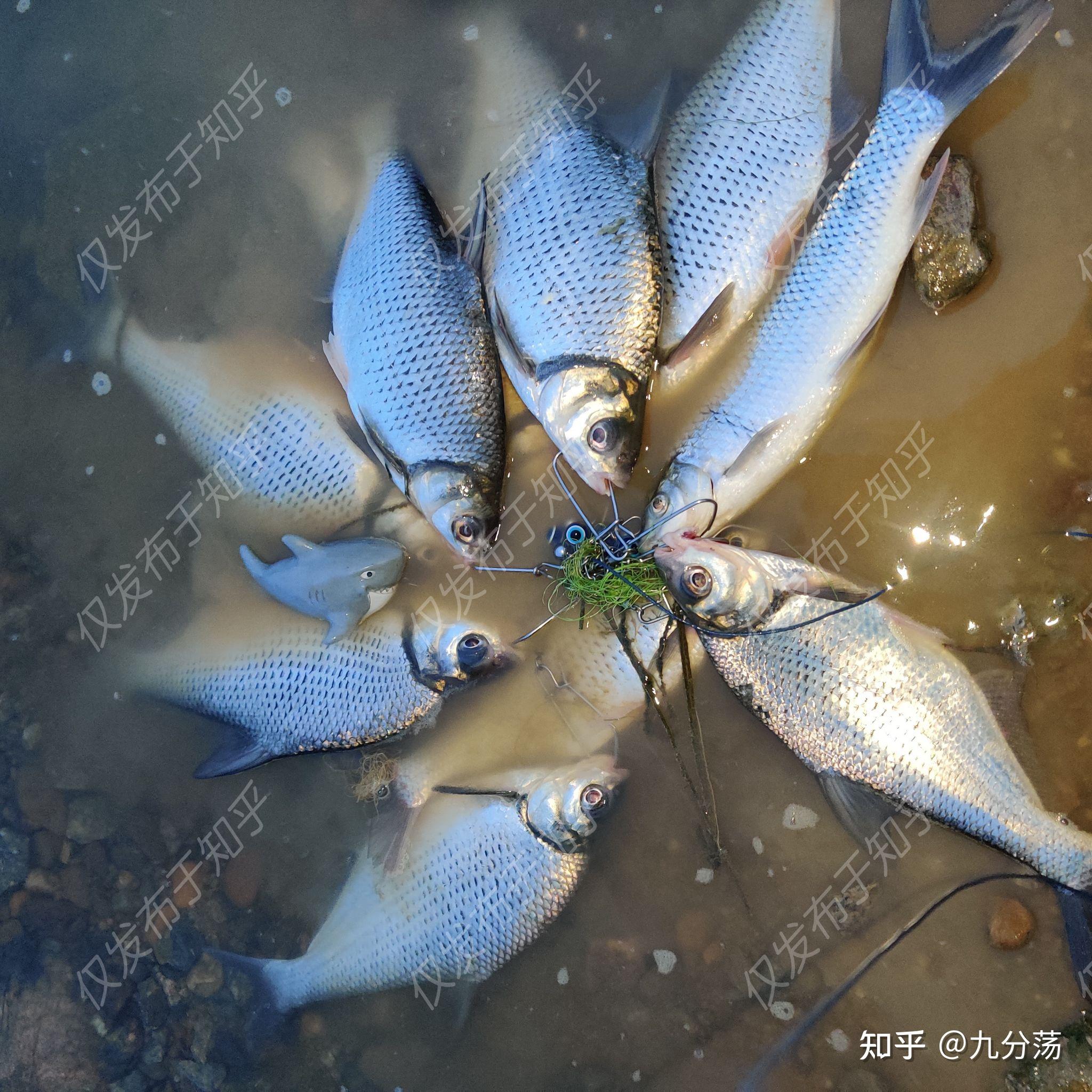 路亞東江鯿魚盤他技巧