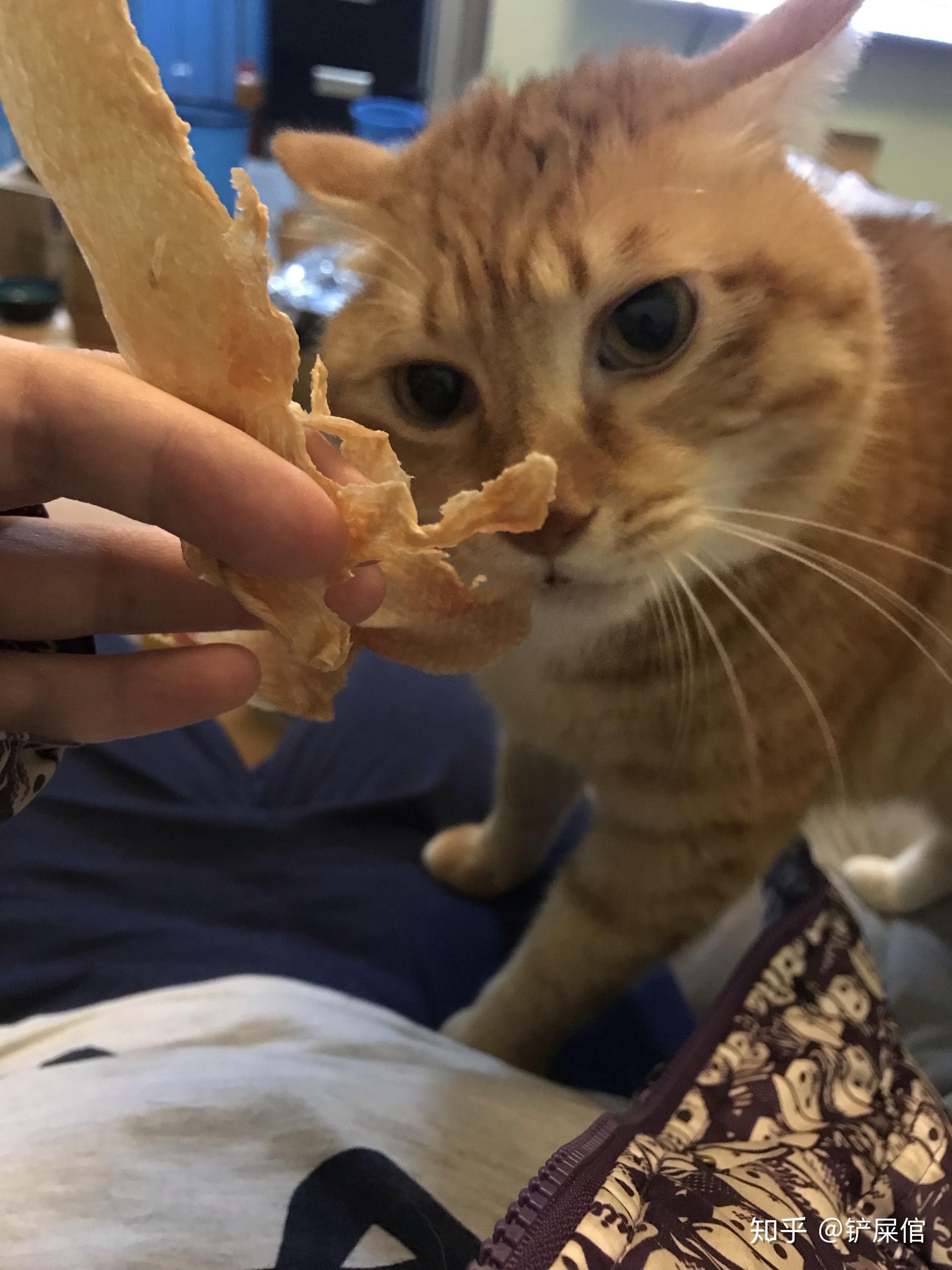 怎么把鸡胸肉做成鸡肉干给猫咪吃