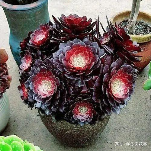 五种容易养成老桩的多肉，新手一养就能成功，而且越养越美！ - 知乎