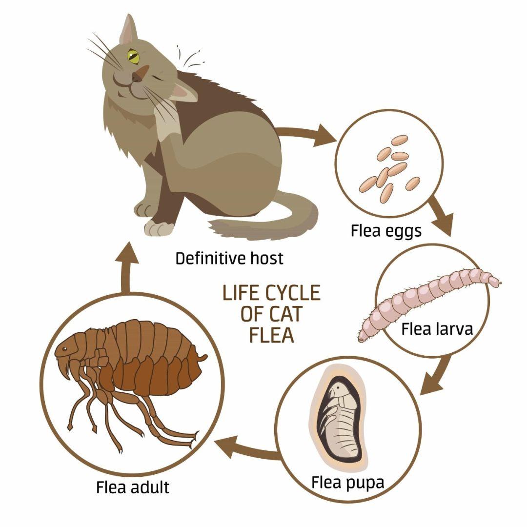 如何正确处理猫的寄生虫问题