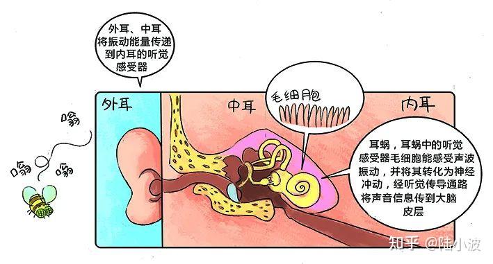 听觉机理是如何作用的？(噪声知识23) - 知乎