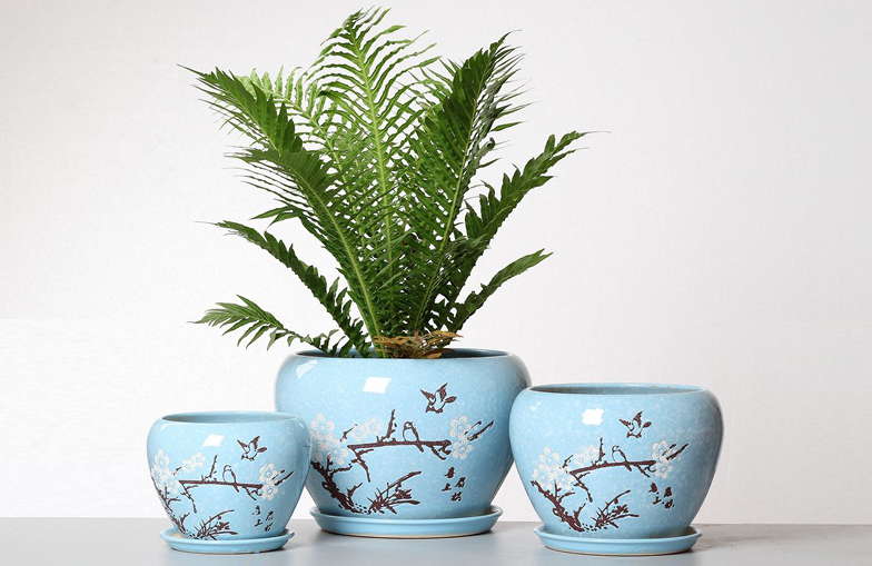 塑料普通的花盆什么价格图片(陶瓷花盆好还是塑料花盆好)插图