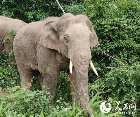 云南野生大象断鼻家族