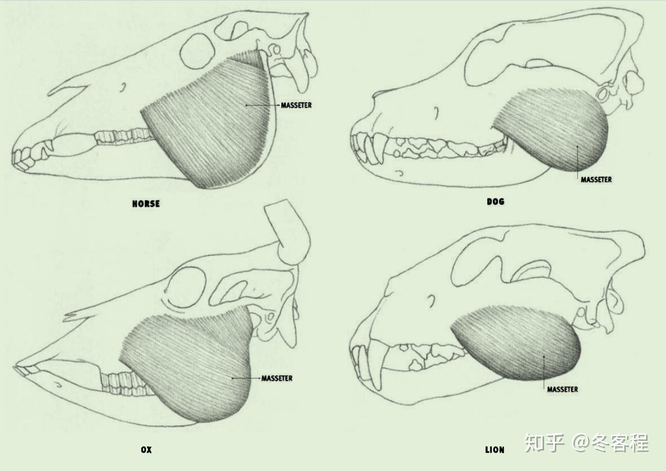 动物肌肉头部肌肉10