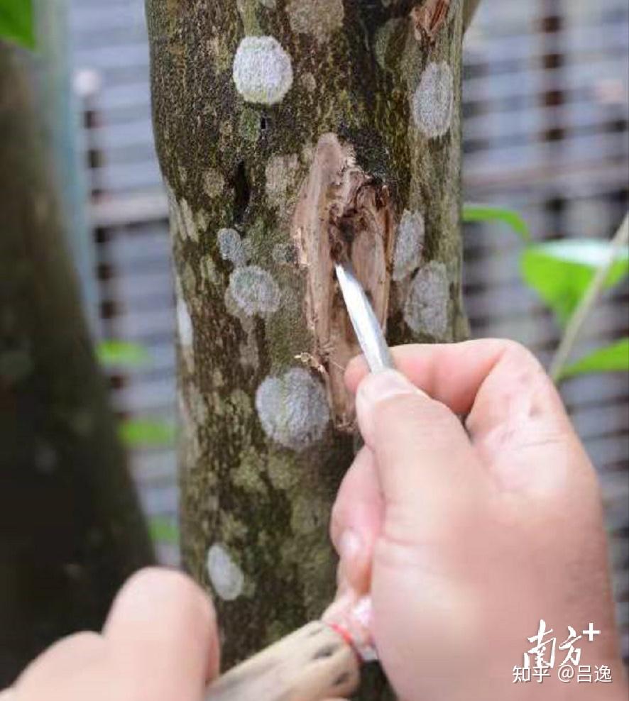 珍株奇楠扦插快繁四代沉香人在奇楠产业放飞梦想如果没有奇楠沉香产业