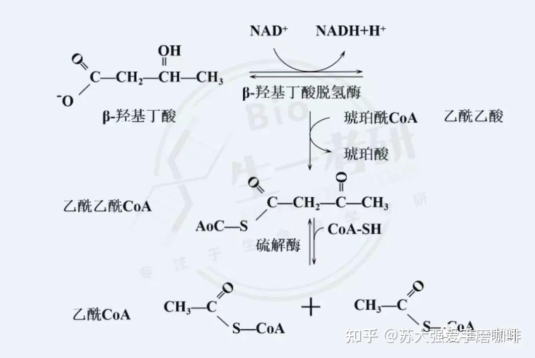 生物化学思维导图-脂质代谢 - 知乎