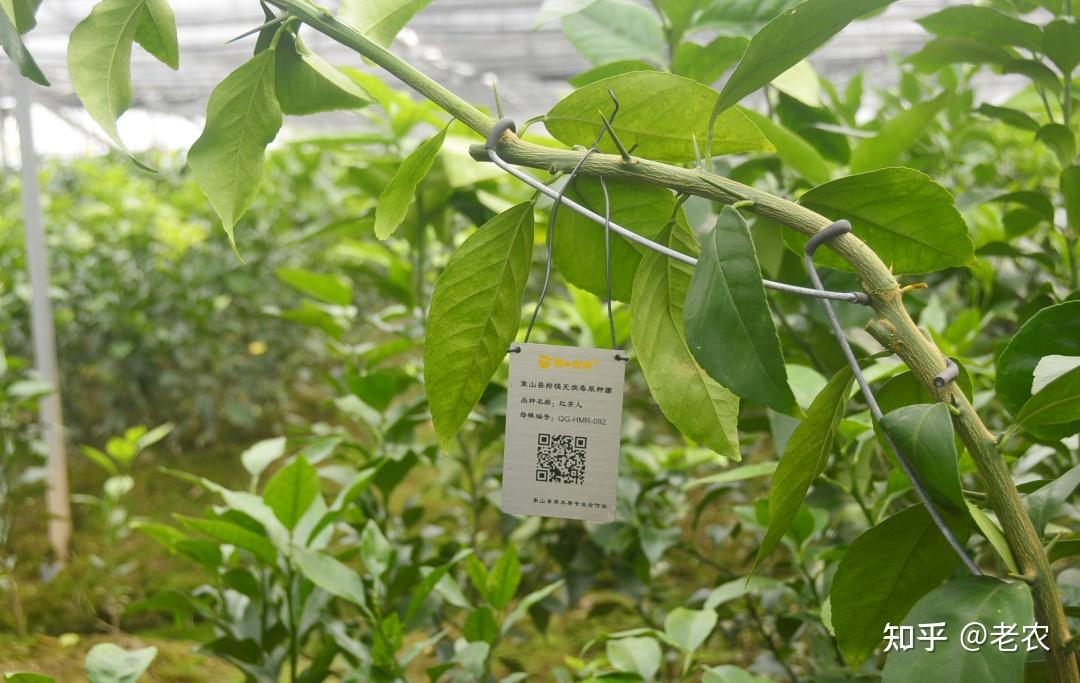 【象山"红美人"】为了遇见你,我从春"种"开始准备 - 知乎