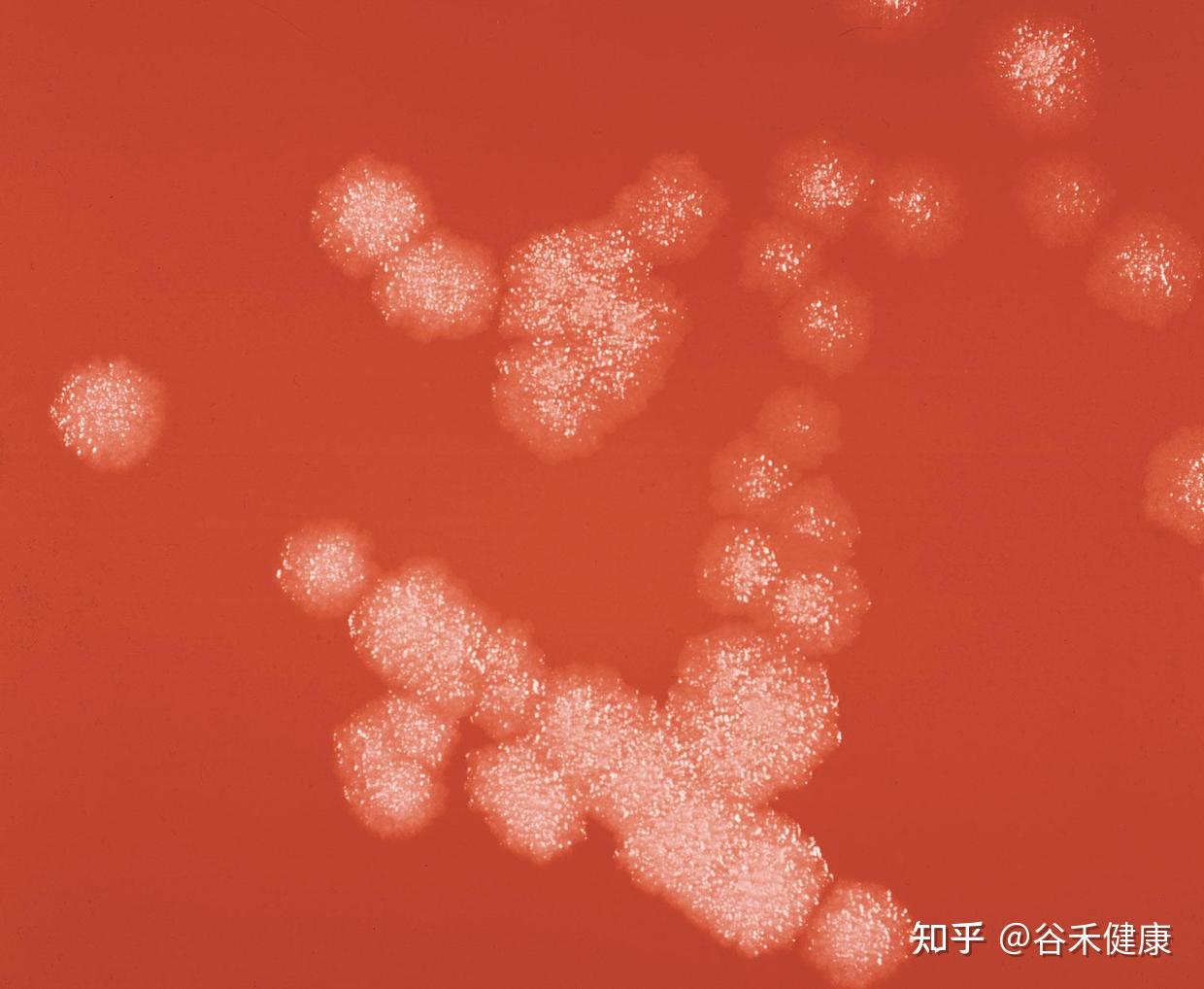 教案初中生物写什么内容_初中教案生物教案怎么写_初中生物教案怎么写