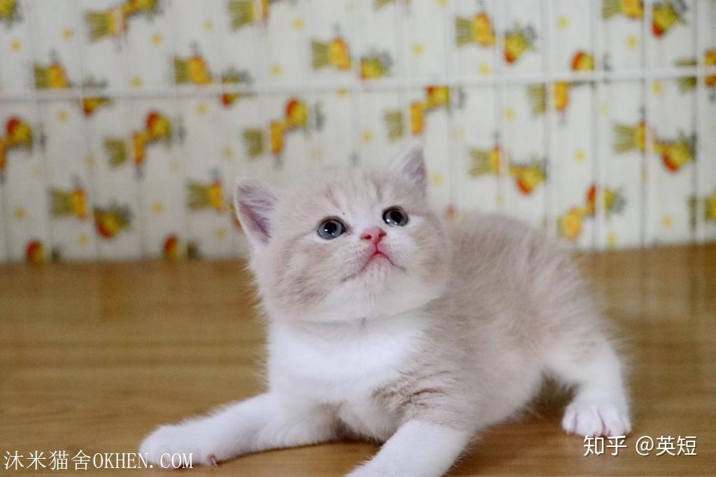 英短照片01松子x小冰冰一个月大英短蓝白配三花生小猫