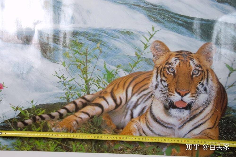 如何评价周正龙称拍华南虎被疑造假8年后提新证向最高法喊冤