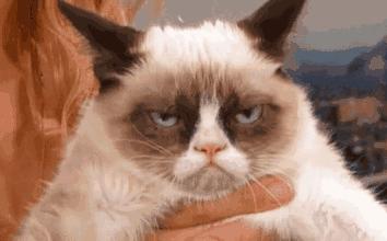 玫斯科普丨猫瞬膜总是翻白眼难道真是嫌弃你