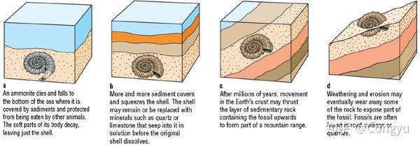 化石形成过程图解图片