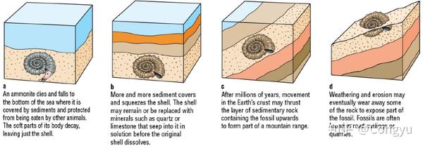化石形成过程,以菊石为例