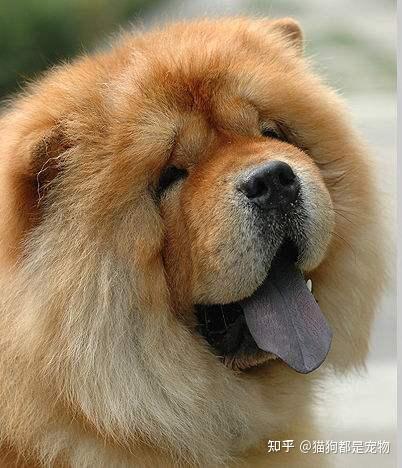 为啥“松狮犬”越来越受欢迎？网友：养了就不想换狗了！ - 知乎