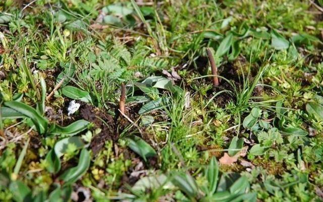 所以虫草素如果就是冬虫夏草的有效成分,由于其含量极低,靠每天吃那么