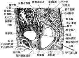 天枢穴、关元穴、上巨虚穴,治疗肠道疾病首选穴位 - 知乎