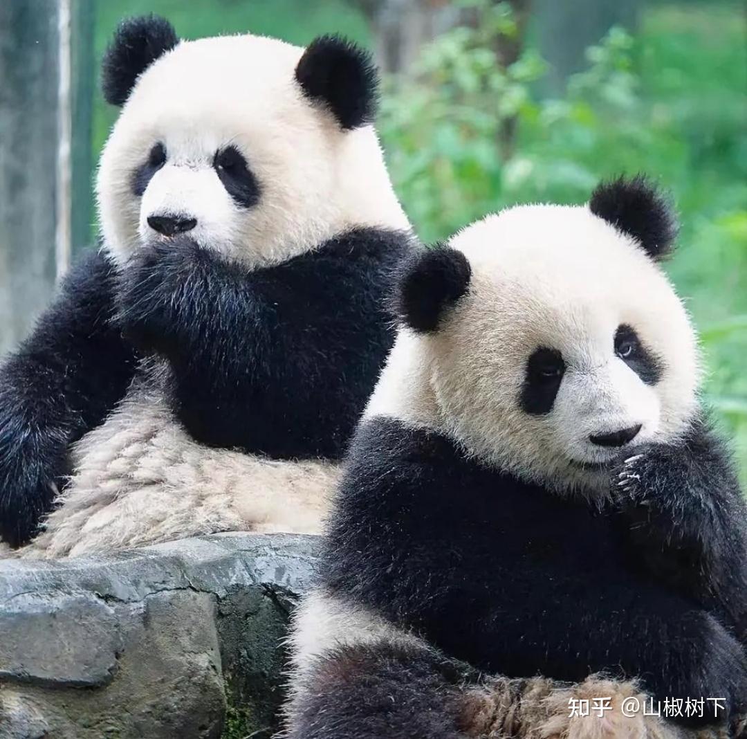 熊猫界妈宝男渝可居然是蔓越煤的儿子，终于知道渝可是遗传谁了 - 知乎