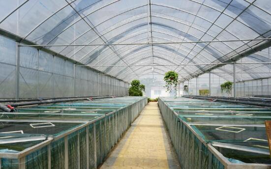 在80年代的时候,农村水田里,池塘里到处都是黄鳝,是农民最头疼的"害虫